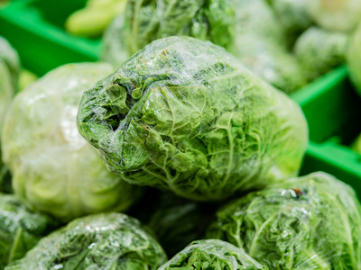 小白菜蔬菜纳帕卷心菜,小白菜,小白菜,小白菜,长有椭圆形头部的蔬菜