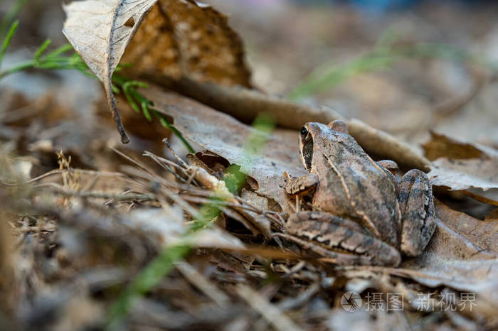 棕色林蛙坐在落叶上摆姿势