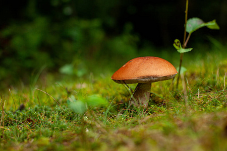 苔藓丛生的森林地面上的野生蘑菇