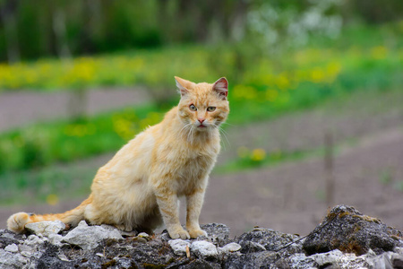 毛皮 野猫 面对 自然 木材 摆姿势 枪口 栅栏 秋天 毛茸茸的