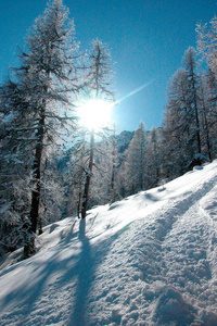 自然 晶体 场景 假期 季节 太阳 森林 白霜 冷冰冰的