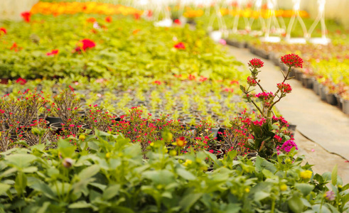 Flowers at the greenhouse. Spring gardening. Blooming multicolo