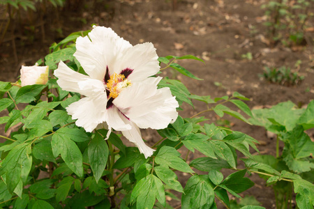 分支 树叶 植物学 美丽的 春天 特写镜头 花的 夏天 芍药