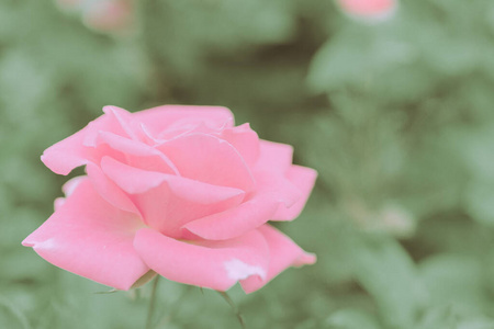 开花 自然 浪漫的 玫瑰 花束 情人 摄影 花瓣 颜色 假日