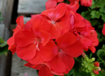 季节 特写镜头 自然 开花 春天 美女 盛开 花的 花园