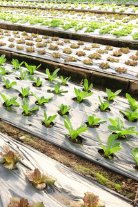 植物 生长 蔬菜 食物 农场 生菜 健康 农事 自然 温室