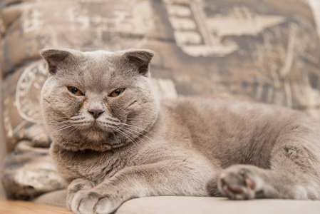 折叠 宠物 猫科动物 肖像 毛皮 漂亮的 哺乳动物 眼睛