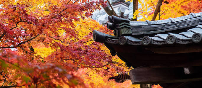 旅行 观光 秋天 旅行者 颜色 十月 自然 森林 关西 文化