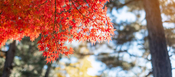 十一月 颜色 复制 自然 十月 大阪 风景 墙纸 边境 秋天