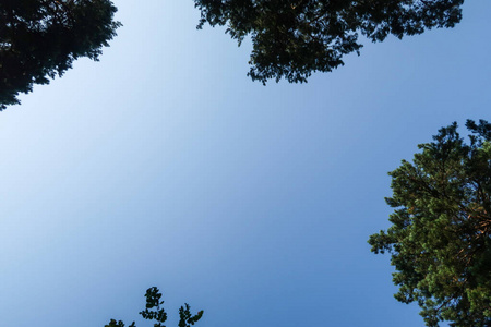 太阳 树叶 环境 森林 风景 公园 松木 郁郁葱葱 颜色