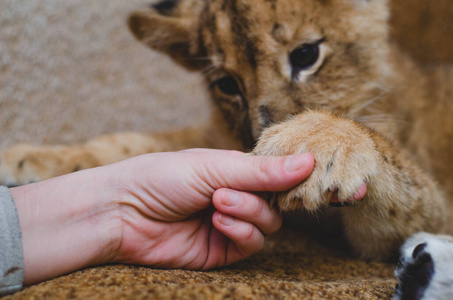 一只狮子幼崽,它的爪子和一只人的胳膊的嘴的特写镜头照片