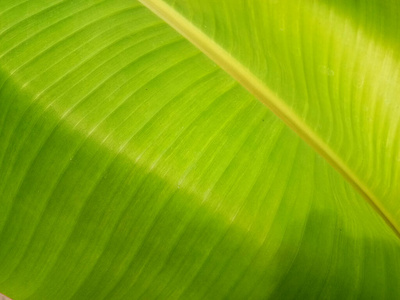 植物 环境 丛林 纹理 花园 树叶 复古的 棕榈 香蕉 生活