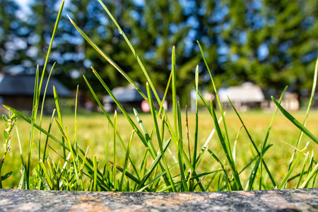 草地 自然 特写镜头 模糊 季节 生长 郁郁葱葱 草坪 植物