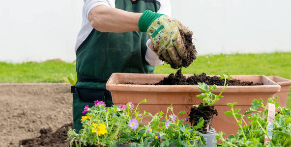 园艺 种植 爱好 花农 成人 自然 手套 园丁 活动 植物