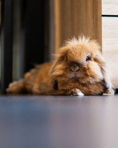 动物 宠物 啮齿动物 肖像 美丽的 兔子 毛茸茸的 耳朵