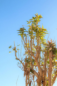 分支 环境 树叶 植物 美丽的 阳光 太阳 夏天 生长 公园