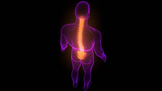 损伤 人类 健康 生物学 炎症 骨科 身体 脊柱 照顾 肌肉