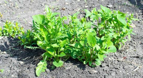 农业 地面 自然 生长 土壤 花园 第一 植物 生态学 发芽