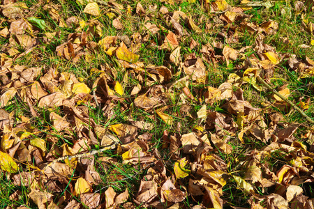 特写镜头 秋天 树叶 公园 自然 落下 森林 古老的 环境