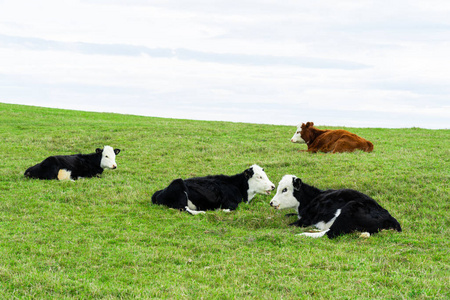 天空 领域 牧场 可爱的 奶牛 美丽的 外部 面对 乡村