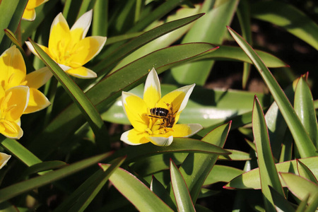 花园 美丽的 公园 盛开 春天 阳光 季节 蜜蜂 草地 夏天