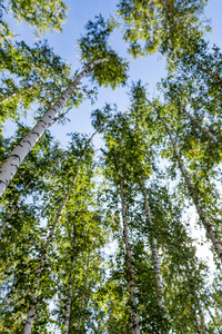 太阳 树皮 公园 植物学 美女 花园 桦木 自然 树林 生活