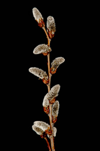 自然 毛茸茸的 分支 假日 生活 植物学 细枝 季节 生长