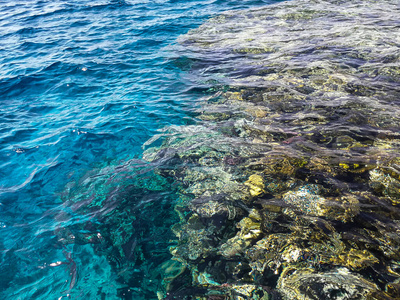旅行 花园 深的 风景 珊瑚 海的 水肺 浮潜 水下 海洋