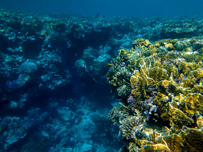 暗礁 生活 花园 动物 印第安人 埃及 风景 马尔代夫 潜水