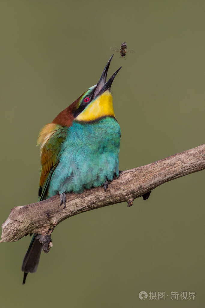 一只五颜六色的食蜂鸟栖息在树上