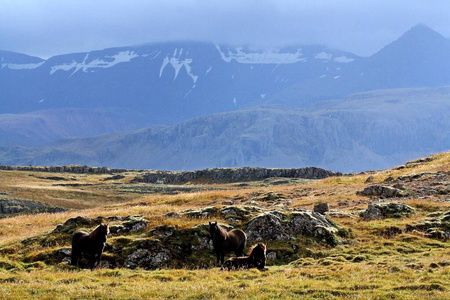 国家的 动机 旅行 冰岛语 放牧 美丽的 夏天 公园 放松