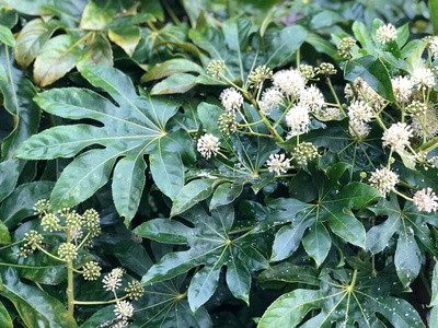 夏天 植物 五味子 植物学 生态学 颜色 春天 五加科 环境