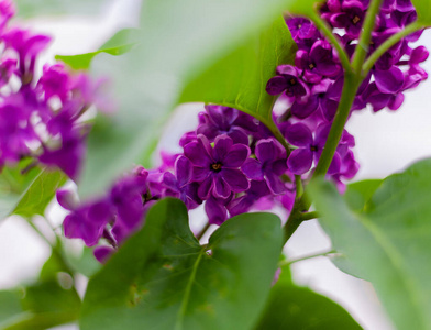 花束 紫色 花园 浪漫的 春天 丁香花 植物区系 浪漫 花的