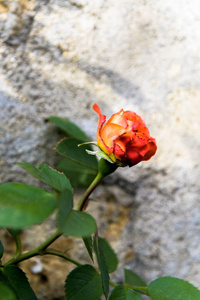 开花 公园 芳香 粉红色 特写镜头 园艺 花园 夏天 盛开