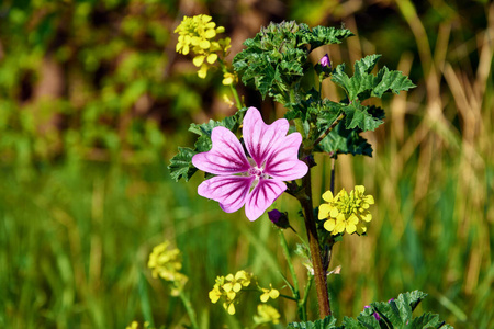 植物 夏天 季节 开花 紫色 花的 美女 草地 花瓣 植物学