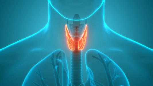 腹部 图表 气管 甲状腺 发炎 软骨 信息图表 解剖 甲状旁腺