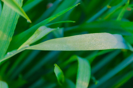 植物 春天 农场 环境 自然