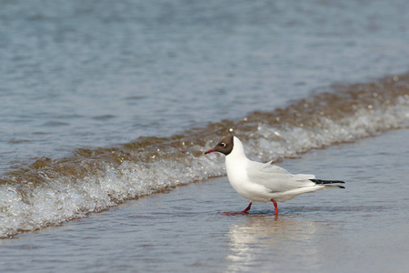 海岸 种类 沿海 旅行 羽毛 漂亮的 自然 美丽的 海鸟