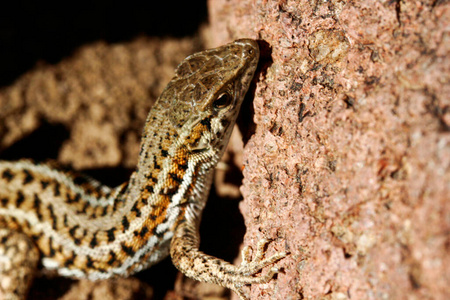 蜥蜴 攀登 爬行 特写镜头 眼睛 可爱的 动物 自然 动物学