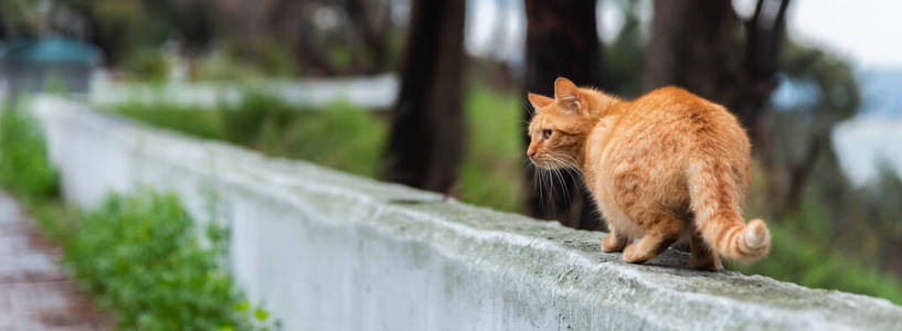 宠物 面对 动物 混凝土 漂亮的 斑猫 美丽的 自然 花园