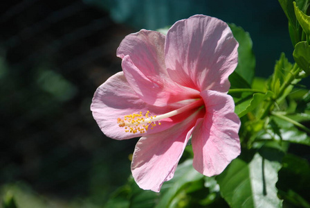 热带 木槿 花园 粉红色 自然 开花 夏天 植物