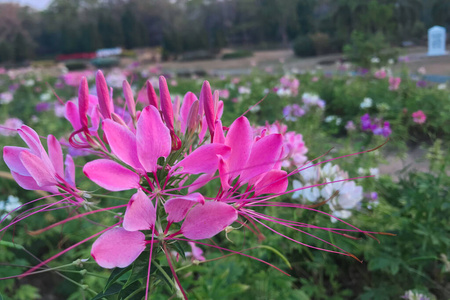 紫色 盛开 特写镜头 开花 风景 自然 环境 美丽的 园艺