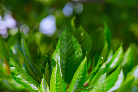 花园 神秘的 颜色 纹理 季节 公园 夏天 树叶 植物 阳光