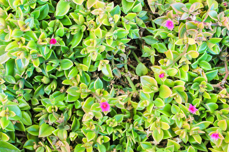 美丽的 开花 花的 颜色 花瓣 特写镜头 春天 植物区系