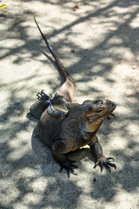 皮肤 特写镜头 自然 动物园 宠物 蜥蜴 多米尼加 加勒比