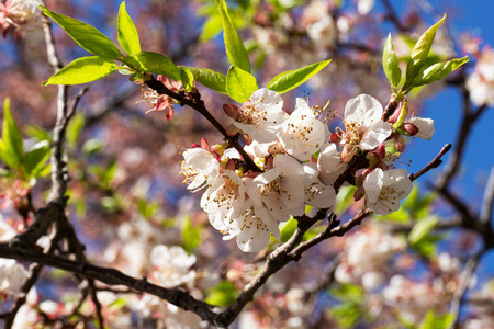 春天盛开的樱花树的树枝