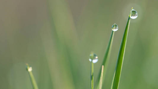 草地 雨滴 透明的 和谐 早晨 露水 春天 生长 天气 气候