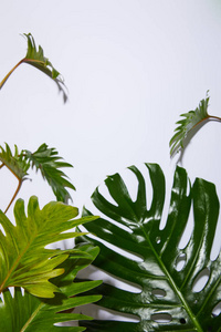 植物 植物学 植物区系 棕榈 树叶 复制空间