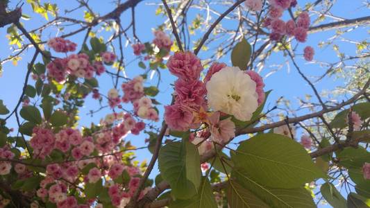 春天 开花 花园 盛开 粉红色 植物 花的 美女 自然 季节