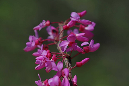 季节 紫罗兰 自然 盛开 春天 植物学 颜色 粉红色 美丽的
